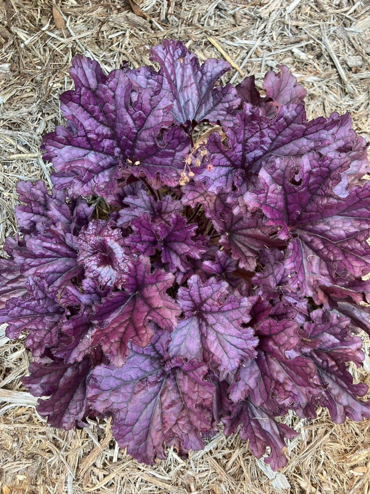 448794995_866583318843655_8480954661711592243_n